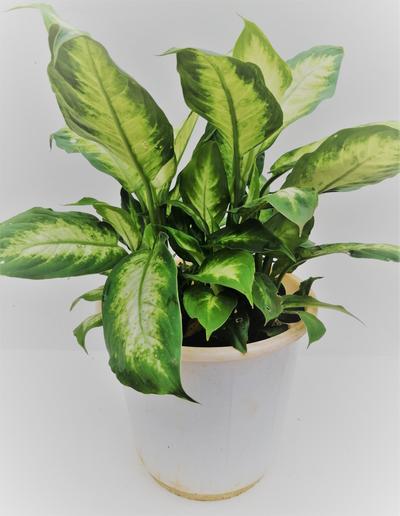 Dieffanbachia Dumbcane by Simona Flowers