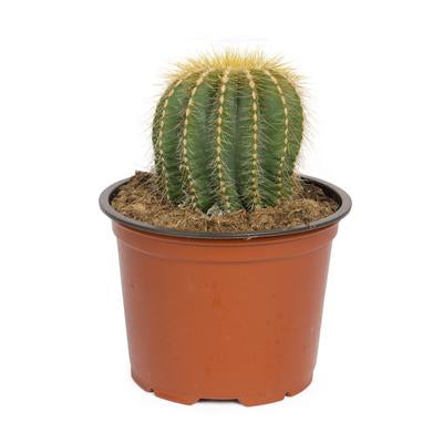 Balloon cactus by Simona Flowers