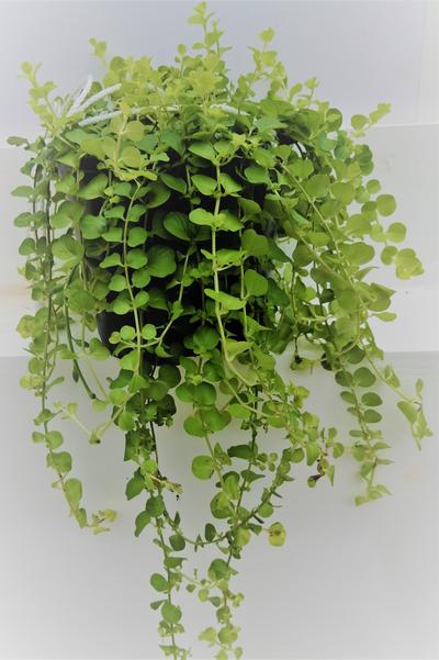 Creeping Jenny by Simona Flowers