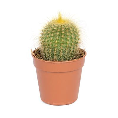 Golden ball cactus by Simona Flowers