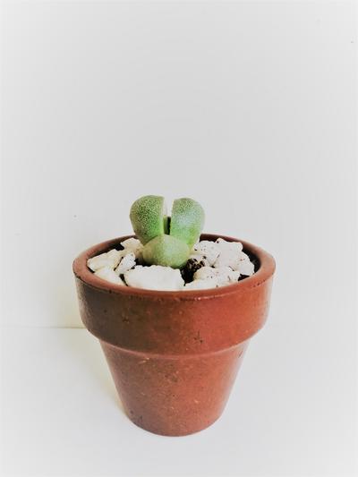 Split rock - Plelospilos Nelii by Simona Flowers