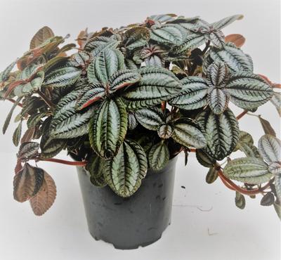 Red ripple peperomia by Simona Flowers