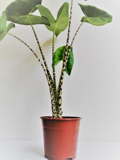 Tiger plant - Alocasia zebrina by Simona Flowers