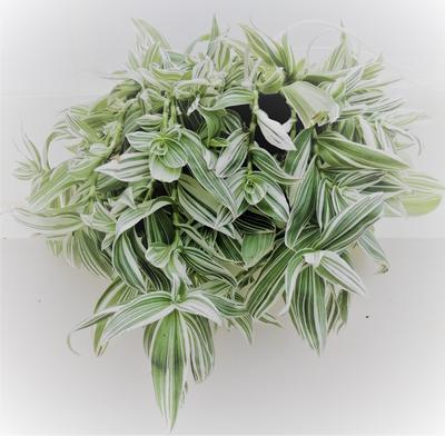 Wandering Jew (purple)  - Tradescantia zebrina by Simona Flowers