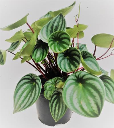 Watermelon peperomia - Peperomia Argyreia by Simona Flowers