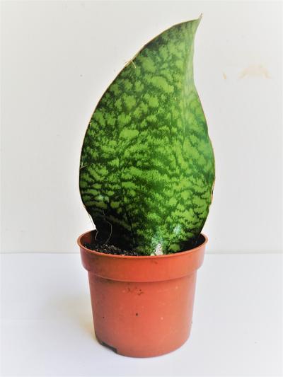 Whale fin snake plant - Sansevieria Masoniana by Simona Flowers