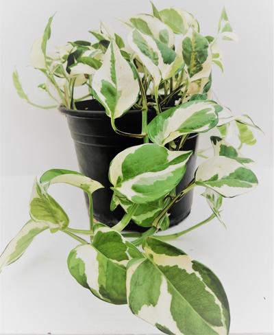 Money plant - white pothos by Simona Flowers