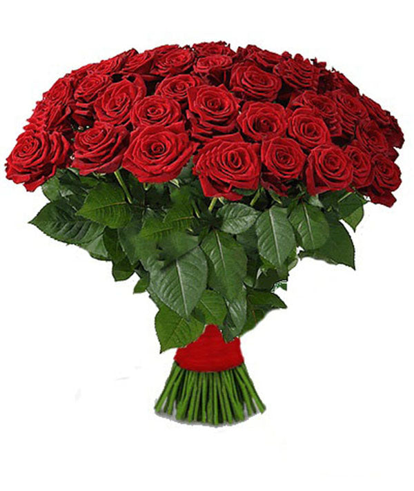 Deep red roses