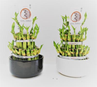 Lucky bamboo potted dracaena by Simona Flowers