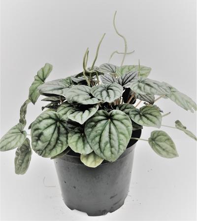 Silver leaf peperomia griseoargentea by Simona Flowers