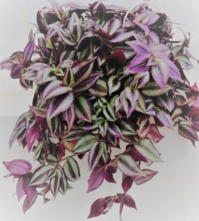 Wandering Jew (purple)  - Tradescantia zebrina by Simona Flowers